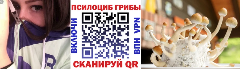 Купить  Кувшиново  Галлюциногенные грибы Psilocybine cubensis 